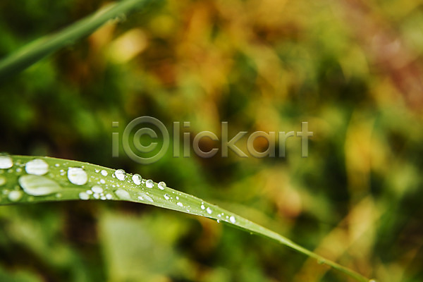 사람없음 JPG 근접촬영 아웃포커스 포토 나뭇잎 비(날씨) 빗방울 야외 여름(계절) 장마 주간