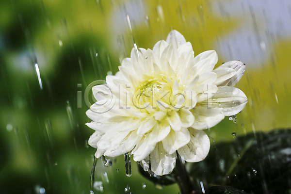 사람없음 JPG 근접촬영 아웃포커스 포토 꽃 달리아 비(날씨) 빗방울 야외 여름(계절) 장마 주간