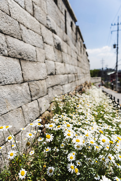사람없음 JPG 아웃포커스 포토 길 꽃 꽃밭 돌담 민들레 성 성곽길 야외 인왕산 전통 주간 트래킹 한국 한국건축 한양도성