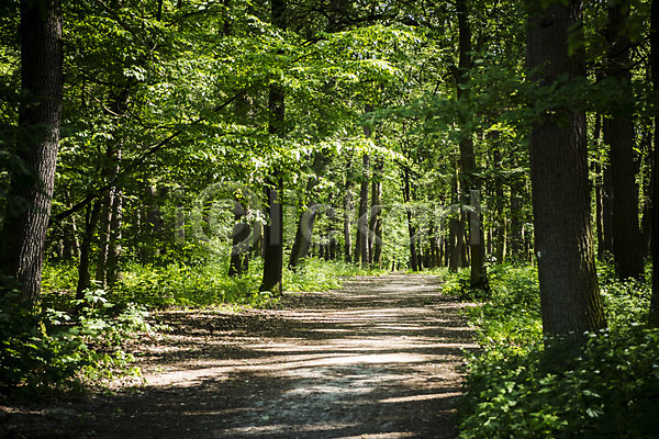 사람없음 JPG 포토 공원 길 나무 동유럽 숲 야외 유럽 유럽풍경 주간 체코 풍경(경치) 프라하 해외 해외풍경