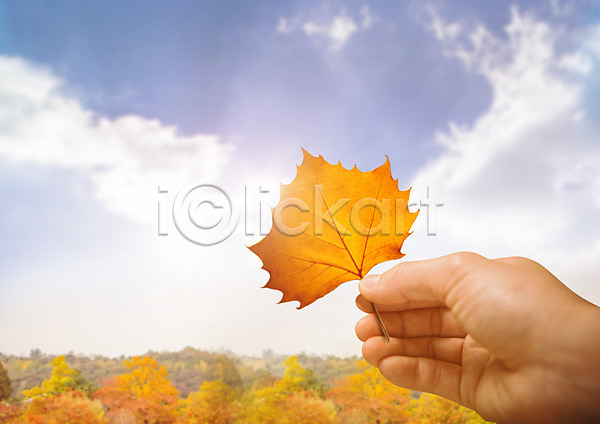 신체부위 한명 PSD 편집이미지 가을(계절) 구름(자연) 나무 나뭇잎 낙엽 들기 손 편집 하늘 한손