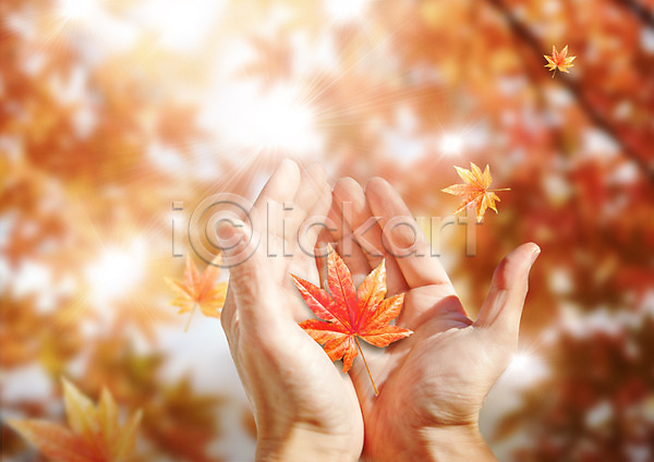 신체부위 한명 PSD 편집이미지 가을(계절) 단풍 양손 편집 햇빛