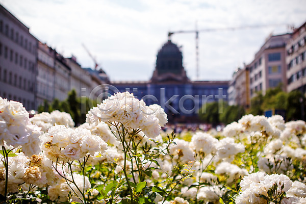 사람없음 JPG 아웃포커스 포토 건물 꽃 동유럽 야외 유럽 유럽풍경 주간 체코 풍경(경치) 프라하 해외 해외풍경