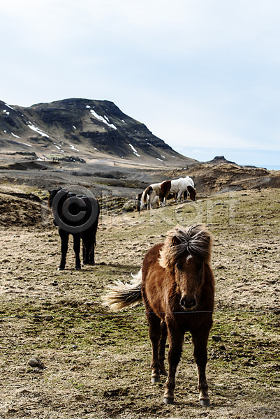 사람없음 JPG 포토 말(동물) 바람 산 아이슬란드 야외 여러마리 유럽 유럽풍경 자연 주간 초원(자연) 풍경(경치) 해외풍경