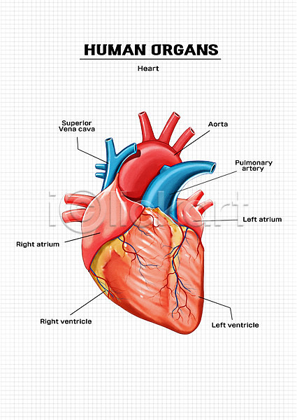 신체부위 PSD 일러스트 신체 심장 의학 장기(의학) 해부