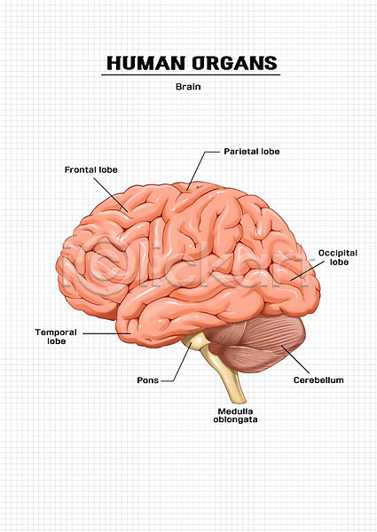 신체부위 PSD 일러스트 뇌 신체 의학 장기(의학) 해부