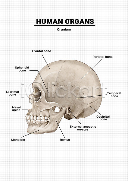 신체부위 PSD 일러스트 뼈 신체 의학 장기(의학) 해골 해부