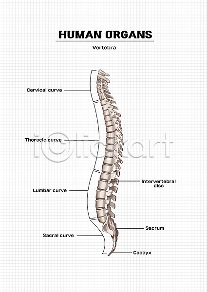 신체부위 PSD 일러스트 등뼈 뼈 신체 의학 장기(의학) 척추 척추뼈 해부
