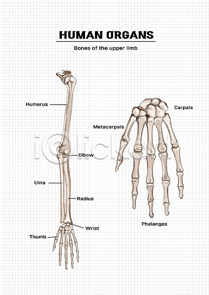 신체부위 PSD 일러스트 뼈 손 손가락뼈 신체 의학 장기(의학) 팔뼈 해부