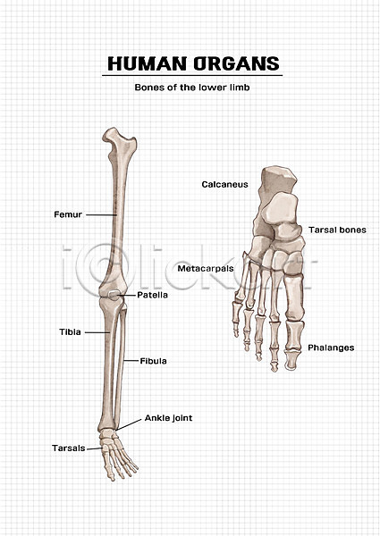 신체부위 PSD 일러스트 다리뼈 발가락뼈 발뼈 뼈 신체 의학 장기(의학) 해부