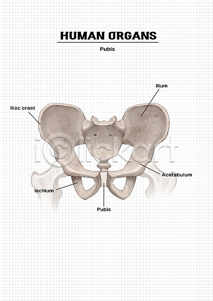 신체부위 PSD 일러스트 골반 골반뼈 뼈 신체 엉덩이뼈 의학 장기(의학) 해부