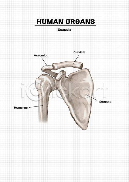 신체부위 PSD 일러스트 뼈 신체 어깨뼈(견갑골) 의학 장기(의학) 해부