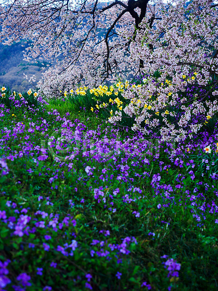 사람없음 JPG 아웃포커스 포토 꽃 꽃밭 나무 벚꽃 봄 야외 자연 주간