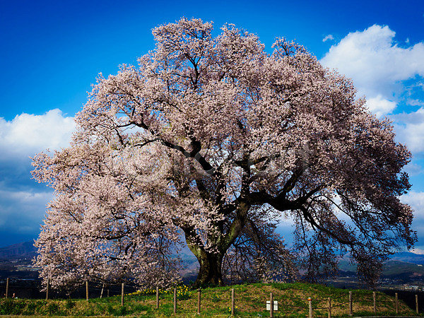 사람없음 JPG 포토 구름(자연) 꽃 나무 벚꽃 봄 야외 울타리 자연 주간 풍경(경치) 하늘 한그루