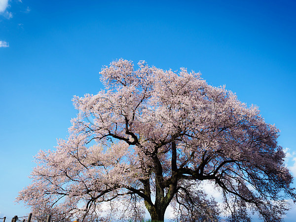 사람없음 JPG 포토 구름(자연) 꽃 나무 벚꽃 봄 야외 자연 주간 풍경(경치) 하늘 한그루