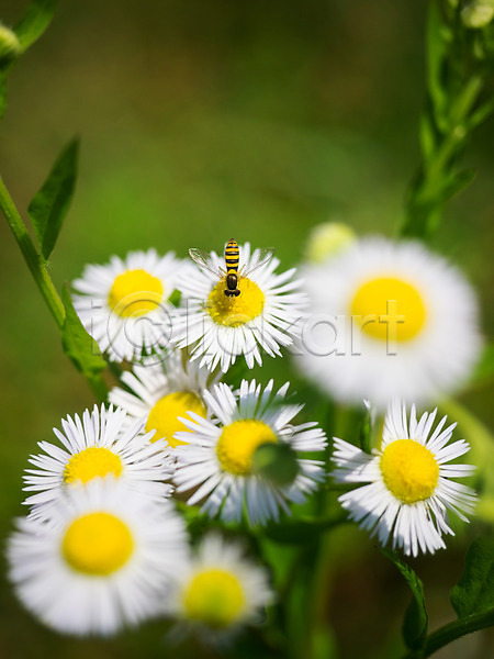 사람없음 JPG 아웃포커스 포토 개망초 꽃 꿀벌 야외 여러송이 자연 주간 한마리