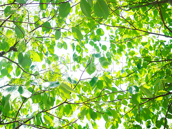 사람없음 JPG 포토 나뭇가지 나뭇잎 백그라운드 야외 자연 주간