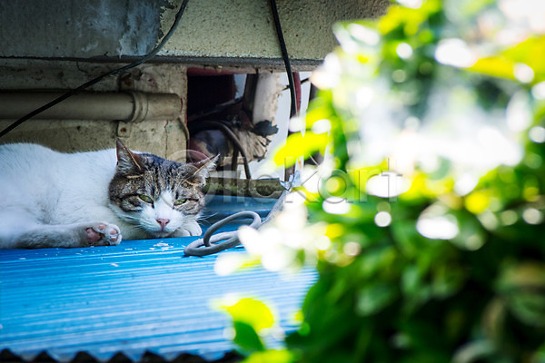 사람없음 JPG 아웃포커스 포토 고양이 길고양이 눕기 동물라이프 반려 반려동물 야외 주간 지붕 한마리