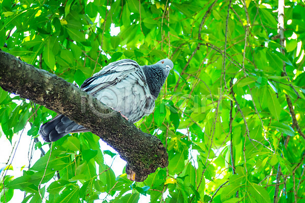 사람없음 JPG 포토 나뭇가지 나뭇잎 비둘기 야외 자연 주간 한마리