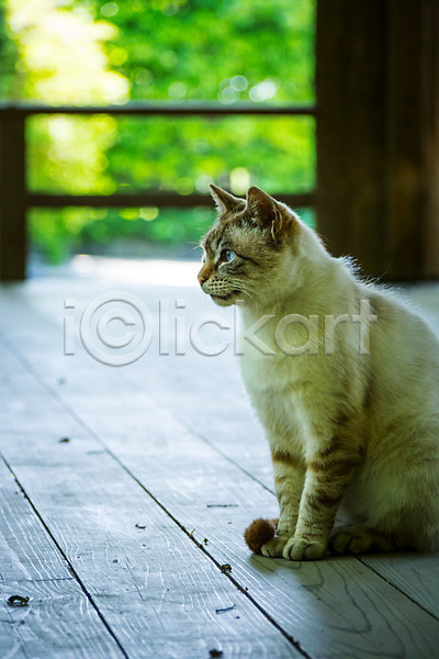 사람없음 JPG 아웃포커스 포토 고양이 동물라이프 반려 반려동물 야외 주간 한마리