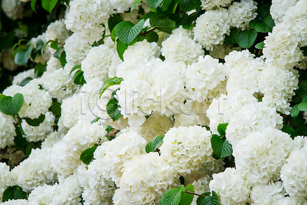 사람없음 JPG 포토 꽃 수국 야외 여러송이 잎 자연 주간 흰색