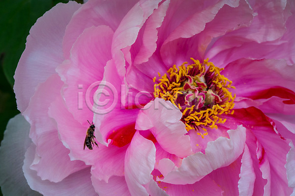 사람없음 JPG 근접촬영 아웃포커스 포토 꽃 꽃술(꽃) 꿀벌 분홍색 야외 자연 주간 한마리 한송이