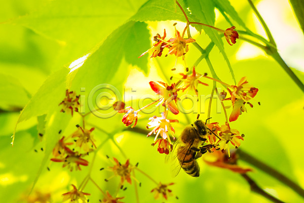 사람없음 JPG 아웃포커스 포토 꽃 꿀벌 나뭇잎 야외 여러송이 자연 주간 한마리