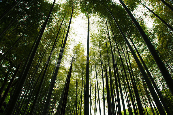 사람없음 JPG 로우앵글 포토 대나무 대나무밭 대나무숲 숲 야외 자연 주간 풍경(경치)