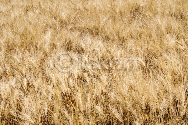 사람없음 JPG 포토 해외이미지 농사 농업 농작물 밀 밀밭 보리 보리밭 야외 주간 풍경(경치) 해외202004