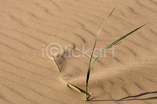사람없음 JPG 포토 해외이미지 모래 바다 여름(계절) 자연 줄기 질감 초록색 해외202004 햇빛