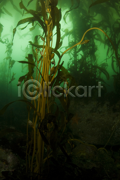 사람없음 JPG 포토 해외이미지 갈색 다시마 물 바다 백그라운드 생물학 소금물 수중 숲 식물 잎 초록색 침몰 캘리포니아 태평양 해외202004 해조류