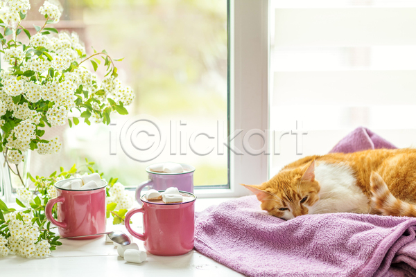 사람없음 JPG 포토 해외이미지 고양이 꽃 담요 반려동물 반려묘 실내 잠 창가 코코아 한마리 해외202004
