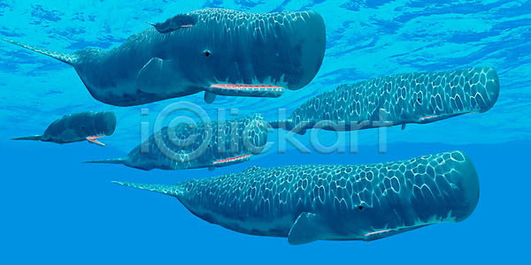 사람없음 3D JPG 일러스트 포토 해외이미지 가족 그림 꼬투리 동물 물 바다 소 송아지 수영 수중 야생동물 자녀 포유류 해외202004 해외포토 황소