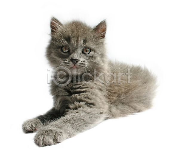 사람없음 어린이 JPG 포토 해외이미지 고립 고양이 동물 반려동물 앉기 의자 자연 작음 줄무늬 털 해외202004 회색