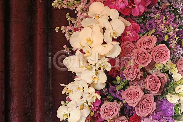 사랑 사람없음 JPG 포토 해외이미지 꽃 꽃무늬 꽃잎 난초 묘사 백그라운드 벚꽃 벽 분홍색 선물 식물 실크 자연 장미 질감 큼 해외202004 흰색