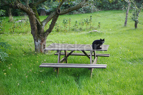 행운 호기심 사람없음 JPG 포토 해외이미지 10월 가로 가을(계절) 검은색 고양이 나무 나쁜 미신 반려동물 앉기 야외 잔디 정원 탁자 포유류 해외202004
