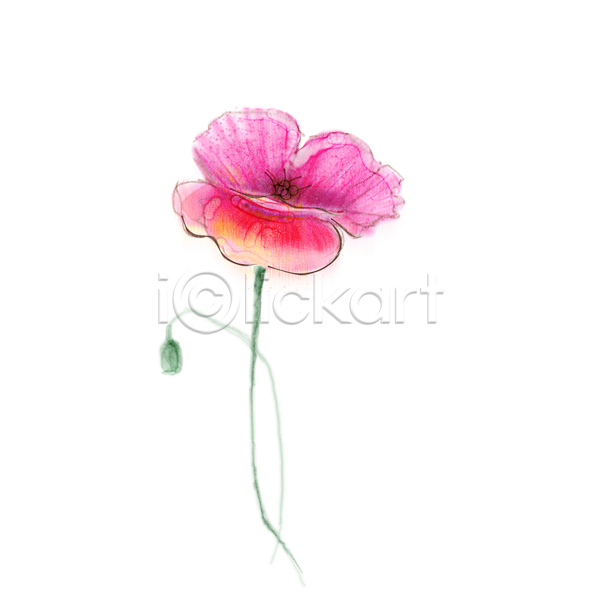 사람없음 JPG 포토 해외이미지 그림 꽃 미술 분홍색 손그림 수채화(물감) 양귀비 한송이 해외202004