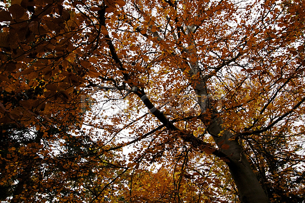 침묵 평화 사람없음 JPG 포토 해외이미지 가을(계절) 갈색 나무 노란색 동물상 벌거벗은 빨간색 숲 식물 야외 오렌지 잎 자연 컬러풀 해외202004