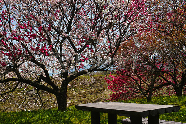 사람없음 JPG 포토 꽃 꽃나무 야외 자연 주간 평상 풍경(경치)