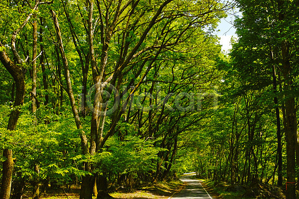 사람없음 JPG 포토 나무 산책로 숲 숲길 야외 자연 주간 풍경(경치)