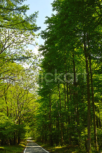 사람없음 JPG 포토 나무 산책로 숲 숲길 야외 자연 주간 풍경(경치)