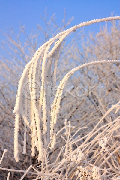 사람없음 JPG 근접촬영 아웃포커스 포토 나뭇가지 눈(날씨) 눈꽃 설경 야외 자연 주간