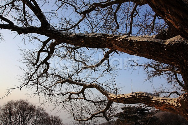 사람없음 JPG 로우앵글 포토 광주(경기도) 나뭇가지 남한산성 야외 자연 주간 풍경(경치) 하늘