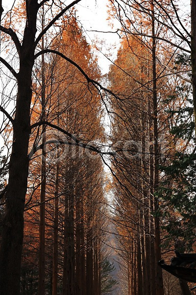 사람없음 JPG 포토 가로수 가을(계절) 나무 숲 야외 자연 주간 풍경(경치)