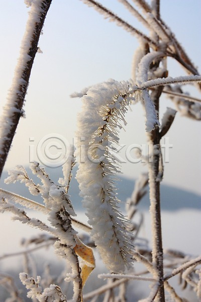 사람없음 JPG 근접촬영 아웃포커스 포토 겨울풍경 나뭇가지 눈(날씨) 눈꽃 설경 야외 자연 주간 풍경(경치)