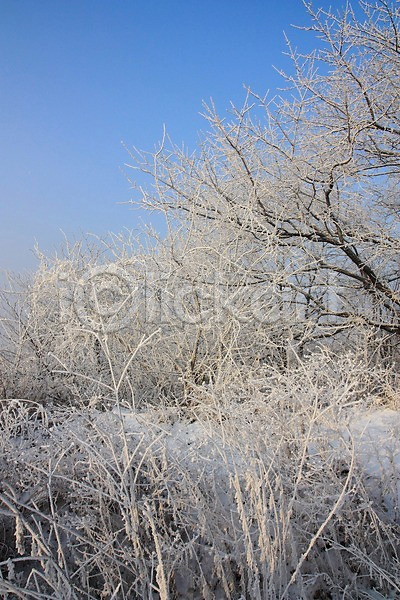 사람없음 JPG 포토 겨울풍경 광주(경기도) 나무 남한산성 눈(날씨) 설경 숲 야외 자연 주간 풍경(경치) 하늘