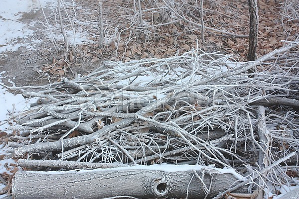 사람없음 JPG 포토 겨울풍경 광주(경기도) 나무 나뭇가지 남한산성 눈(날씨) 설경 야외 자연 주간 풍경(경치)