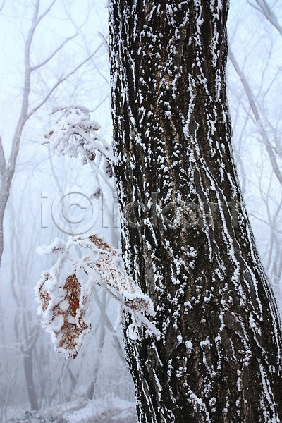 사람없음 JPG 포토 겨울풍경 광주(경기도) 나무 나뭇잎 남한산성 눈(날씨) 설경 숲 안개 야외 자연 주간 풍경(경치)