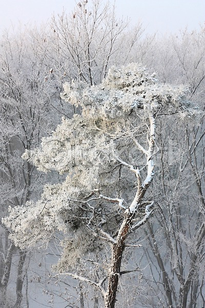 사람없음 JPG 포토 겨울풍경 광주(경기도) 나무 남한산성 눈(날씨) 설경 숲 야외 자연 주간 풍경(경치)