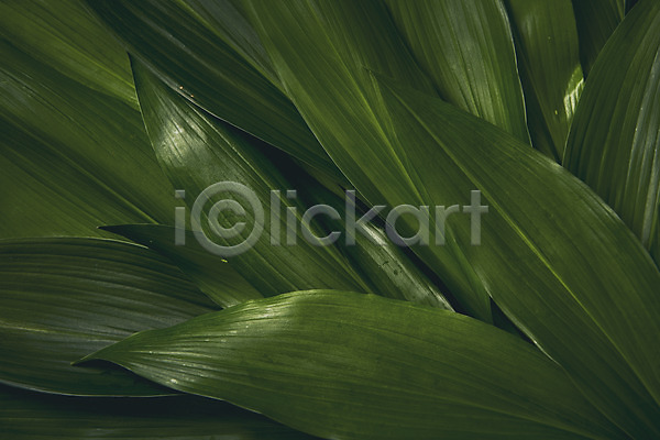 사람없음 JPG 포토 나뭇잎 내추럴 백그라운드 스튜디오촬영 식물 열대잎